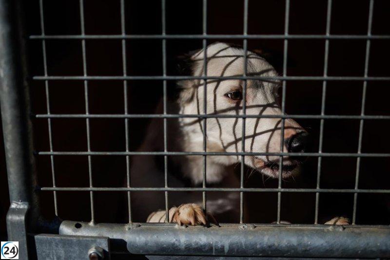 PACMA protesta por la eliminación del IVA del aceite de oliva mientras se mantiene el del gasto veterinario.