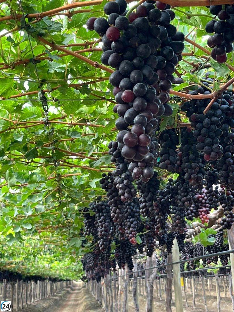 Santander y Atitlan lanzan plataforma de inversión agrícola por más de 500 millones