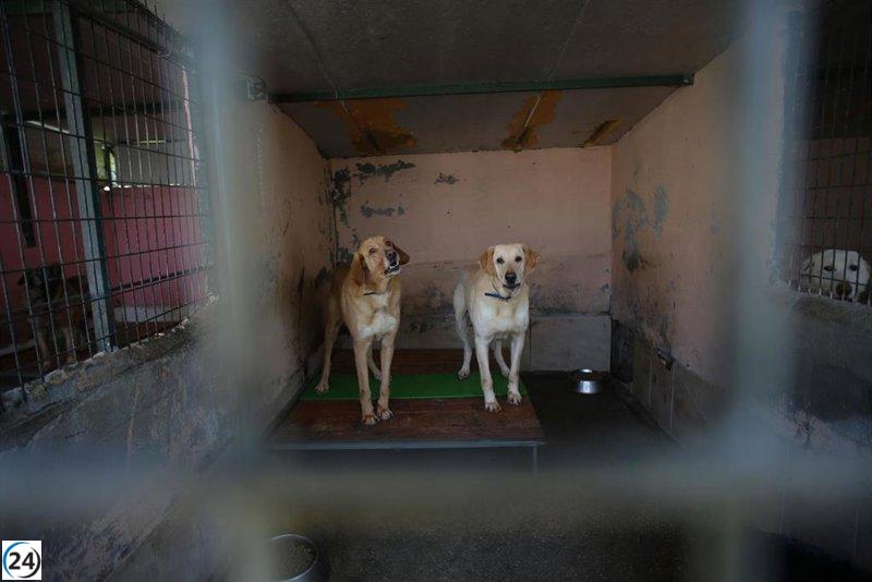 Gobierno destina 390.000 euros para reparar refugios de animales afectados por la DANA.