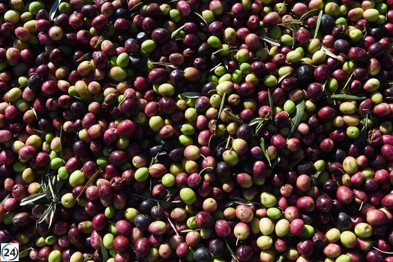 Dcoop incrementa sus exportaciones en un 43,8% en 2024 gracias a la demanda de aceite en EE.UU. e Italia.