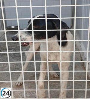 Melilla confirma segundo caso de rabia en canino en la frontera marroquí.