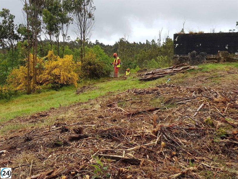 Xunta propone a propietarios de tierras cultivos selectos para franjas contra incendios.