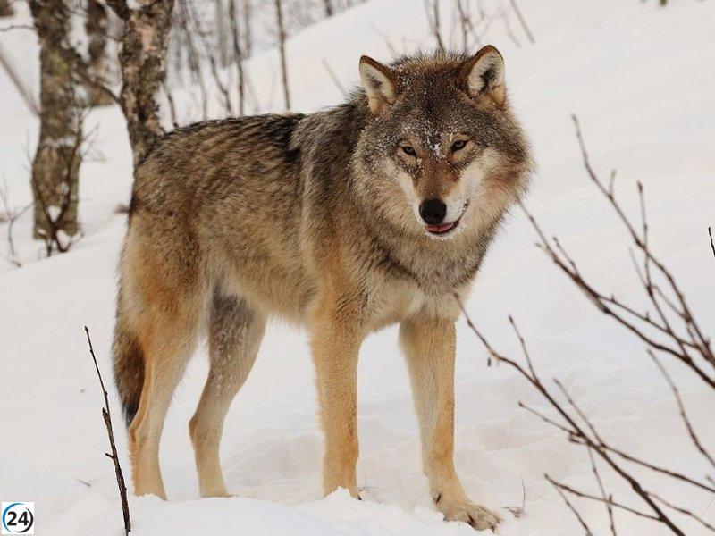 Eurocámara avanza rápidamente en el cambio de estatus de protección del lobo.