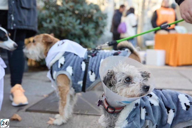 Derechos Sociales lanza los 'Premios a la Protección Animal' para reconocer y promover iniciativas sobresalientes.