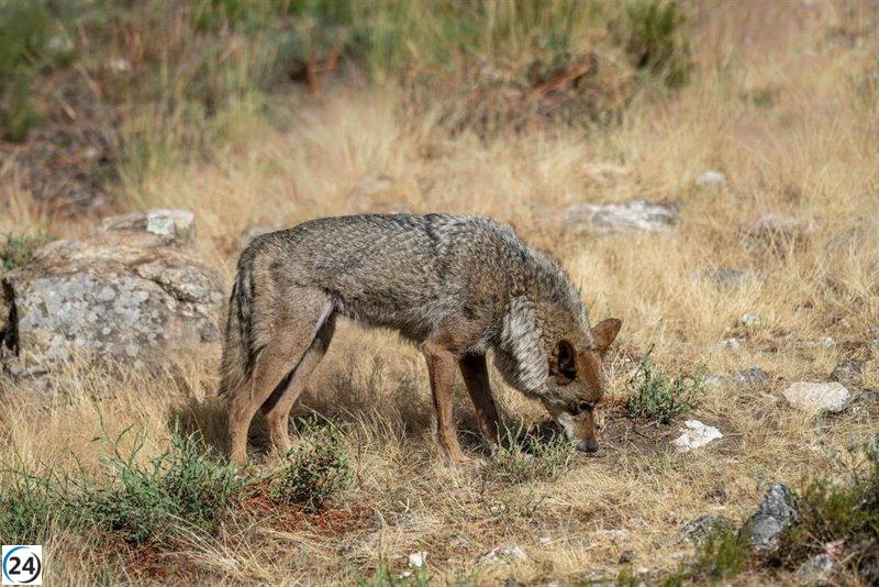 El Tribunal Constitucional evaluará el próximo semana el recurso del Defensor del Pueblo sobre la caza del lobo.