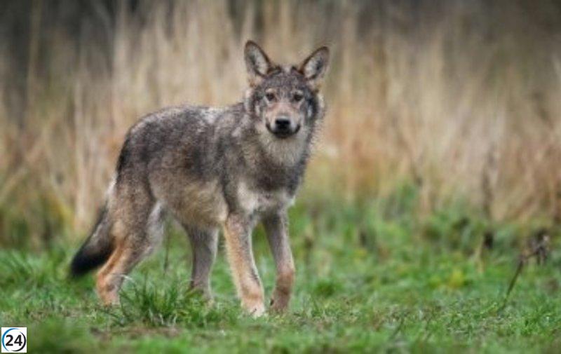Doce comunidades autónomas, incluida Castilla y León, exigen de nuevo la inmediata reunión de la Sectorial para discutir la situación del lobo.