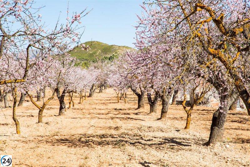 Gobierno destina 19 millones para apoyar a productores de frutos de cáscara por sequía.