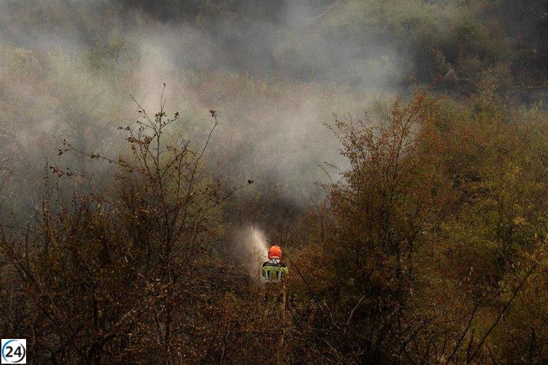 Ingenieros proponen balance entre evaluación de daños y promoción de la regeneración natural tras incendios.