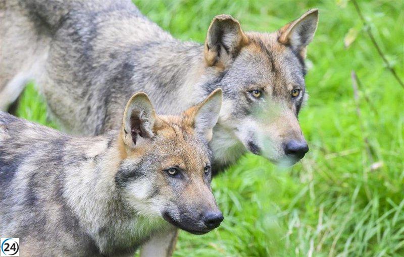 Cantabria elimina 30 de 41 lobos en su plan de control, considerando nuevas extracciones por daños continuos.