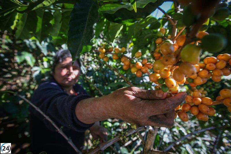 Investigación revela que el Comercio Justo en café, cacao y azúcar produce casi la mitad de emisiones de carbono en comparación con el modelo tradicional.