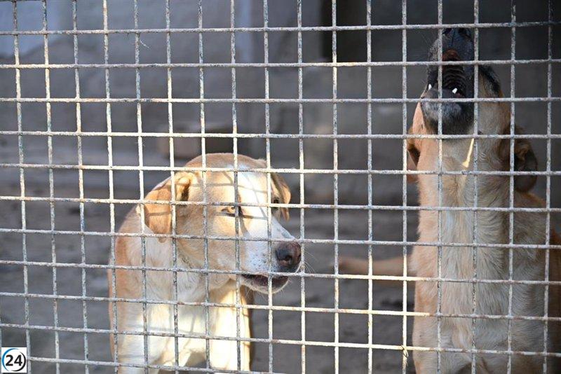 La UE aprueba histórica ley de bienestar animal que regula la cría de perros y gatos y establece microchip obligatorio.