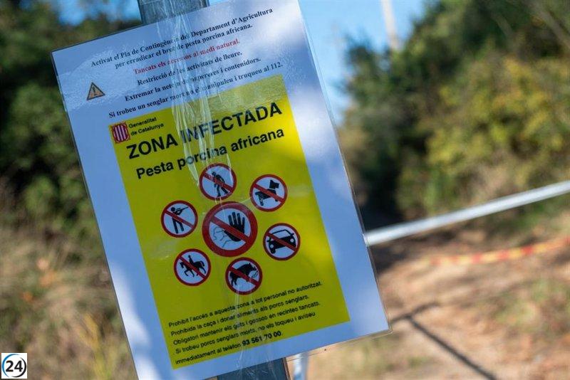Descubren 50 jabalíes fallecidos por peste porcina en Collserola, Barcelona.