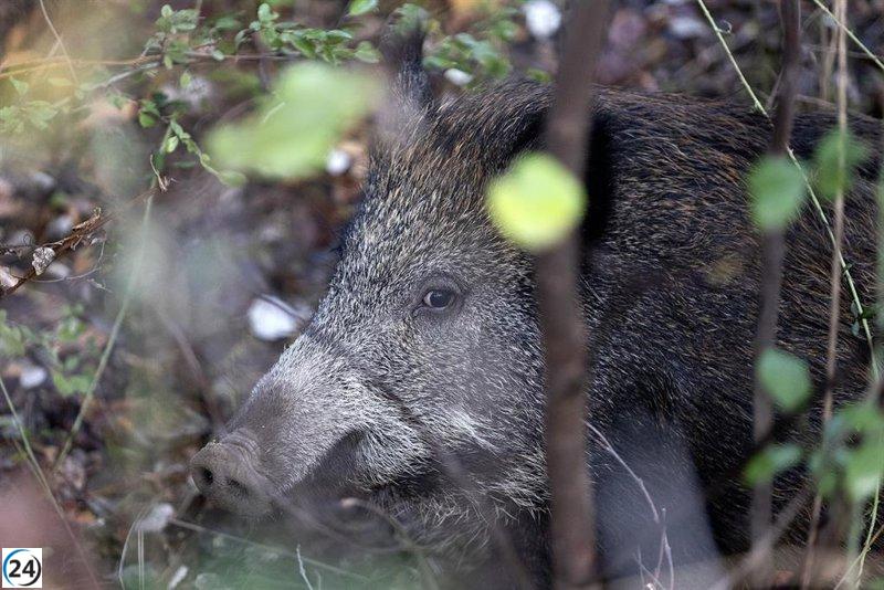 Veterinarios exigen estrategia urgente para manejar la fauna silvestre, enfocándose en el jabalí por su amenaza sanitaria.