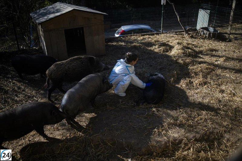 España reporta diez nuevos jabalíes fallecidos por peste porcina africana en la zona del primer brote.