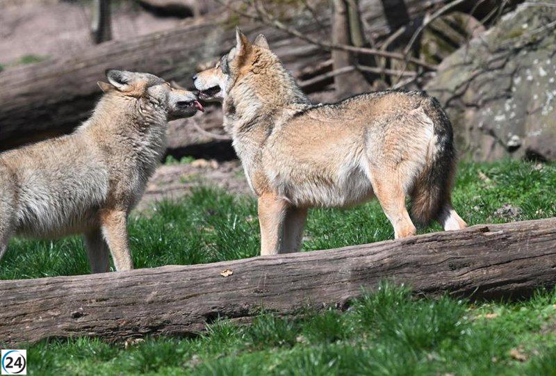 Ganaderos y ONG experimentan una 