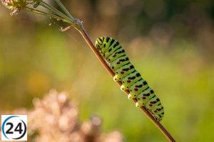 Desarrollan una nueva versión del gusano RapperBot que usa dispositivos IoT en ataques DDoS.