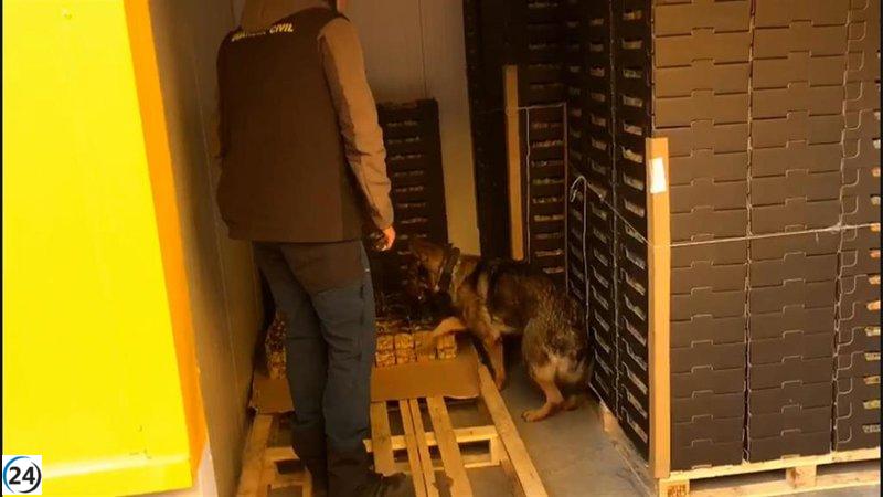 Siete personas detenidas y 30 kilos de cocaína incautados en cajas de fruta de physalis.