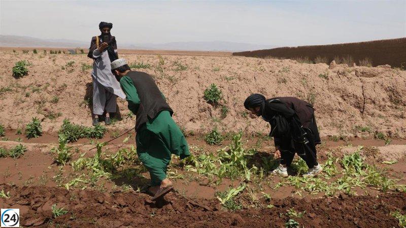 Campaña de Talibán disminuye cultivo de amapola en Afganistán