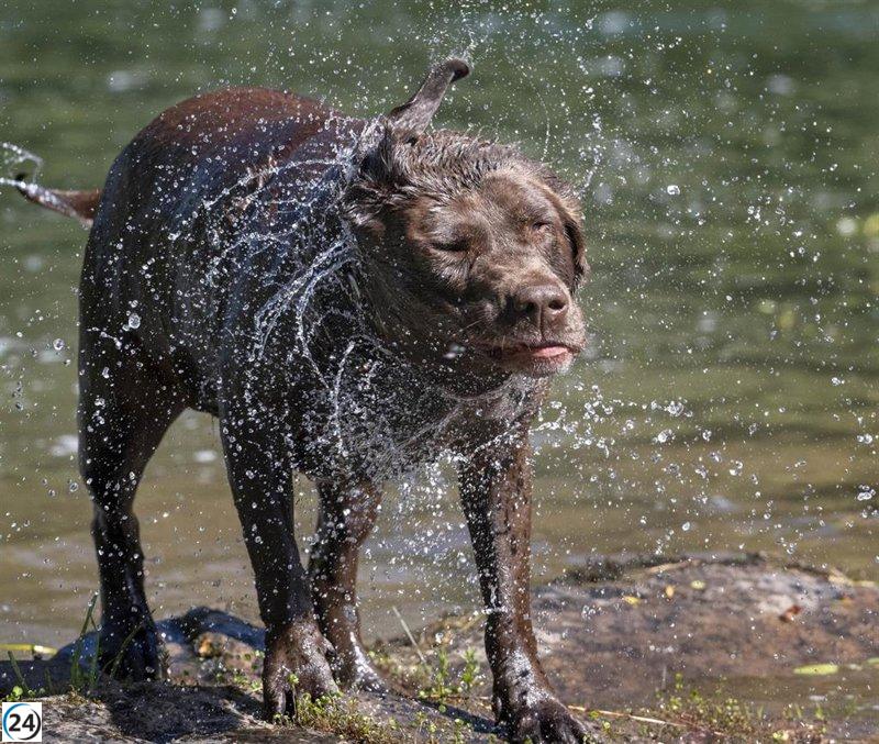 Provincia de Gunma en Japón lidera el entrenamiento canino para detectar enfermedades
