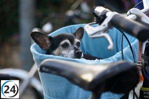 La UE flexibiliza estándares de ingredientes orgánicos en alimentos ecológicos para animales de compañía