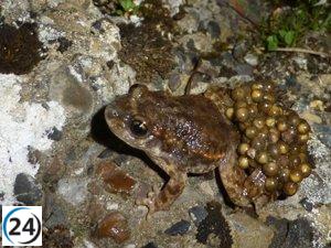Programa regional protege anfibios autóctonos: el sapo partero y la salamandra en la Sierra del Rincón.