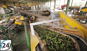 Reservas de aceite de oliva se sitúan en 247,284 toneladas, según informe del sector agrícola