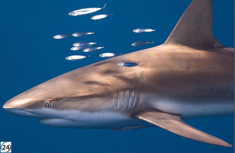 Capturas de tiburones y rayas en España difieren ampliamente según ONG