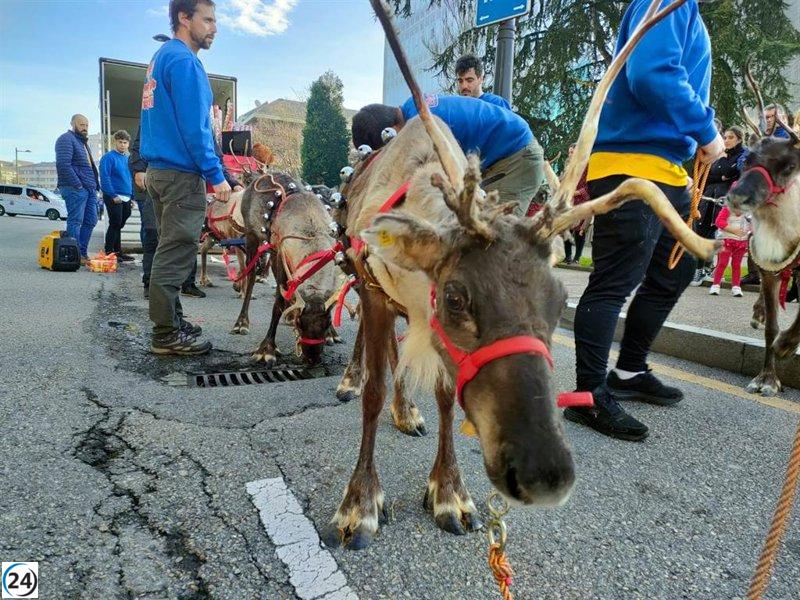 PACMA alerta sobre el uso de renos en las cabalgatas navideñas debido a la posible afectación al bienestar animal.