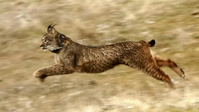 España y la fauna ibérica, un compromiso para su protección